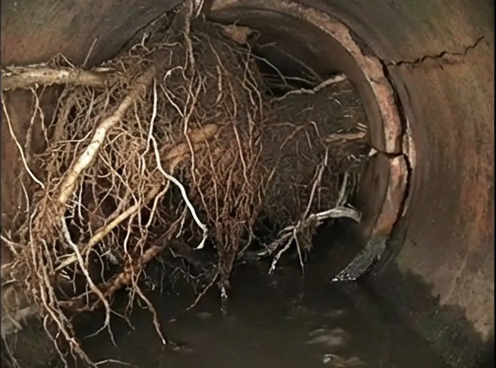 Rendering of a camera view down a sewer with tree roots hanging through a separated joint